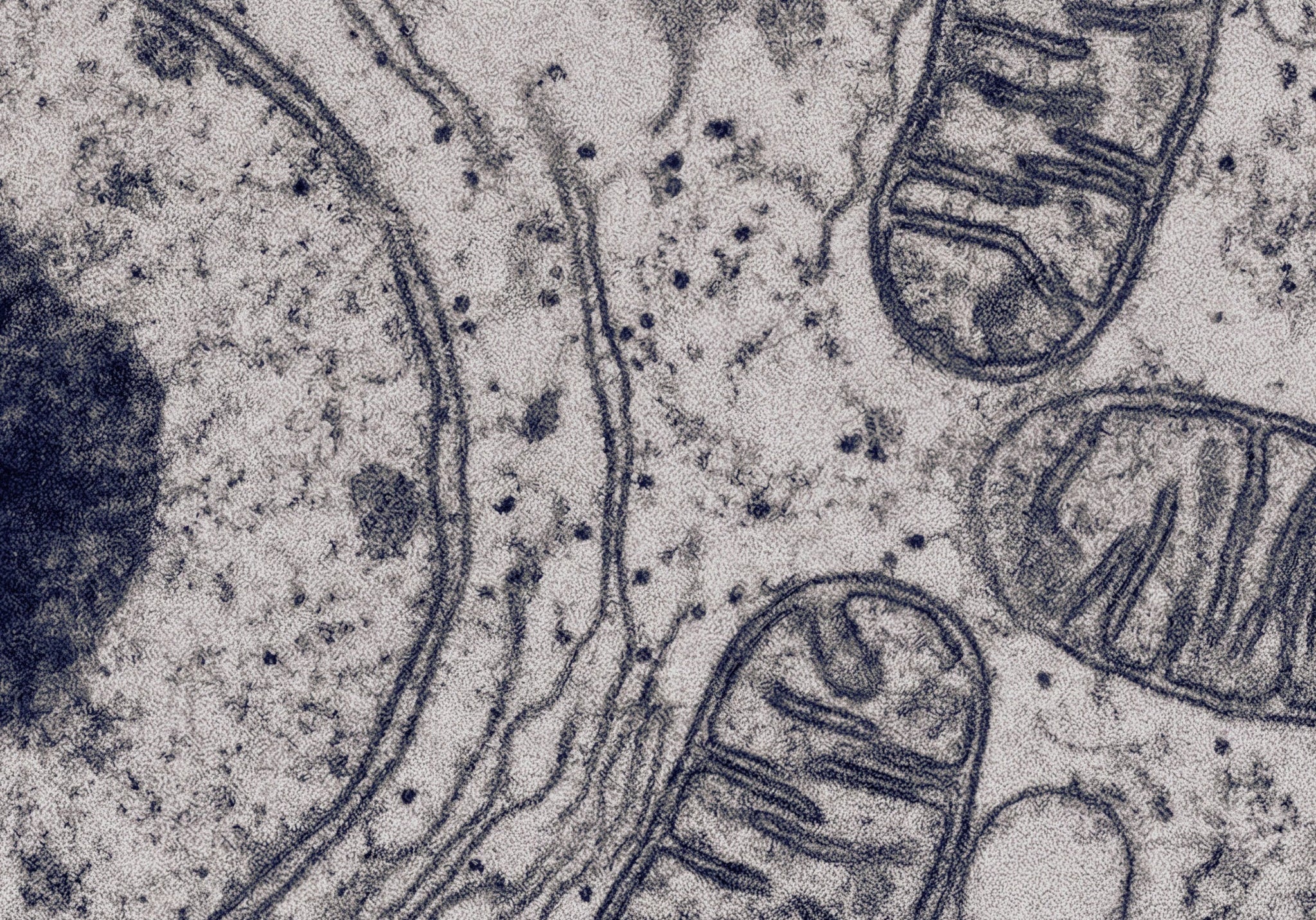 Mitochondrien – wie du deine Zellkraft für Longevity erhöhst
