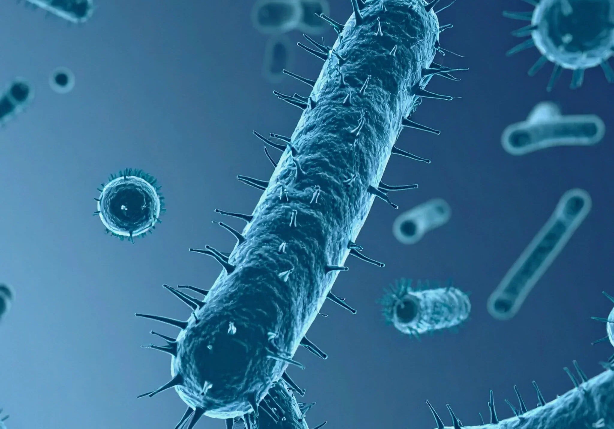 Darmgesundheit für Longevity