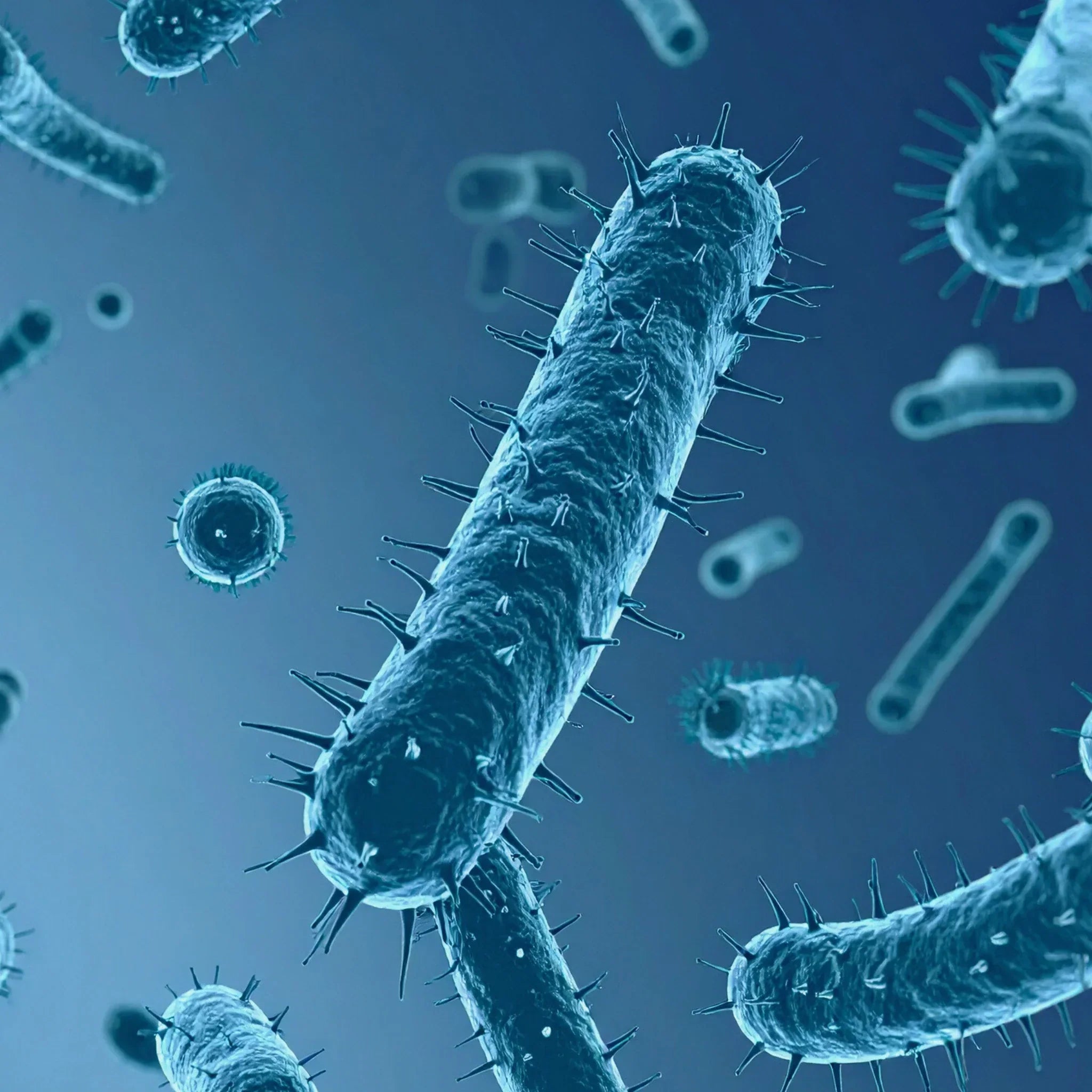 Darmgesundheit für Longevity