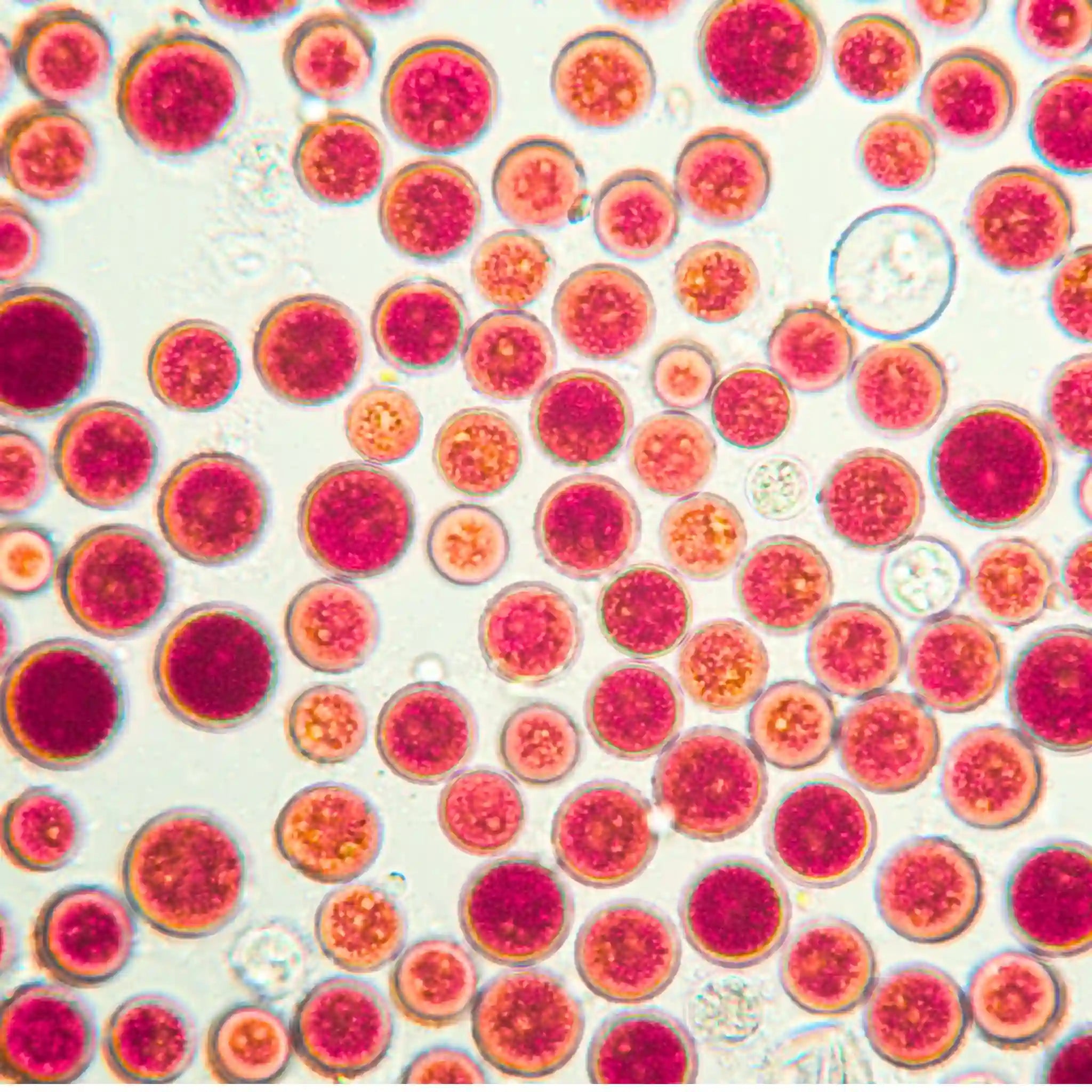 Astaxanthin: Wirkung, Einnahme & Qualität – natürlich aus Haematococcus pluvialis