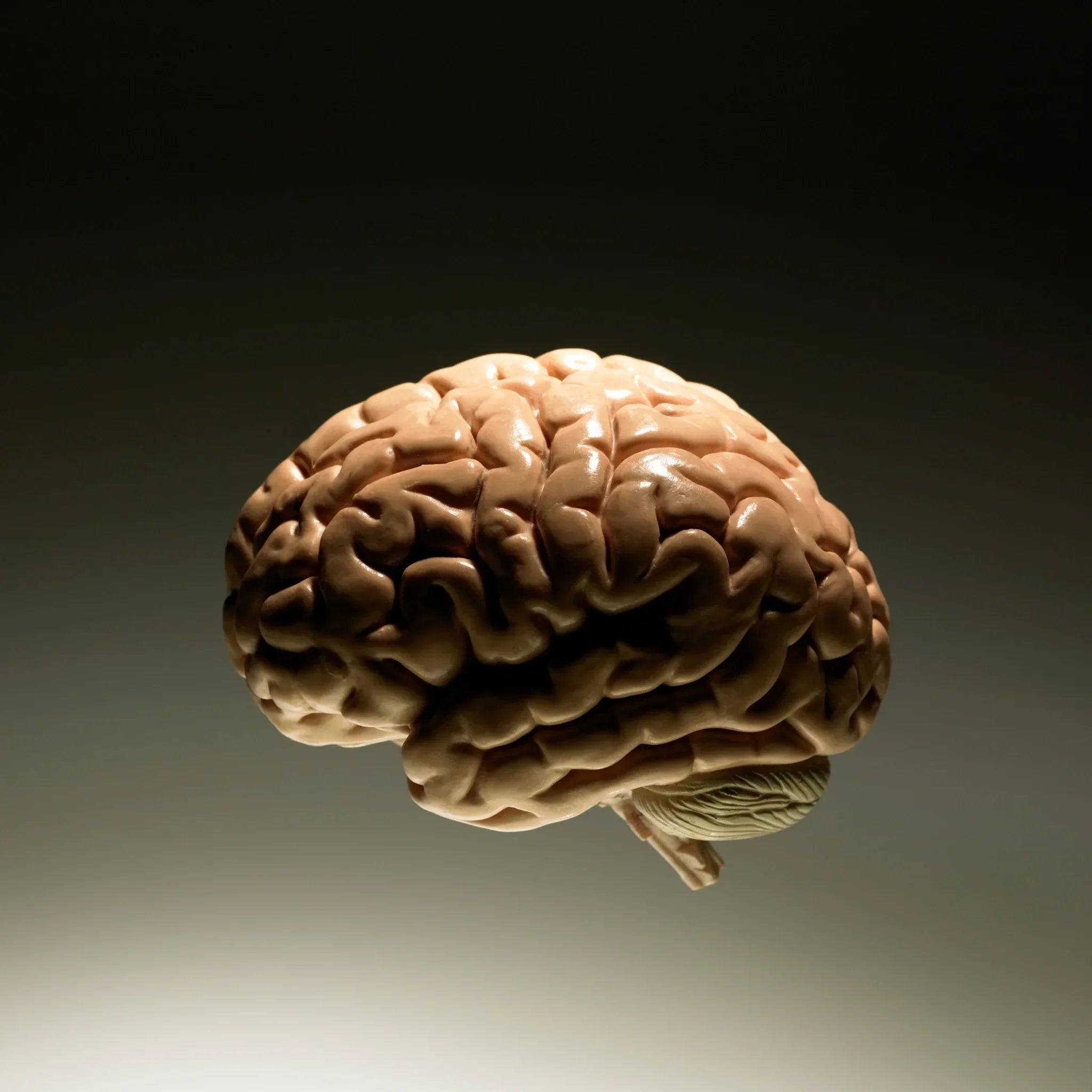 So bleibt dein Gehirn leistungsfähig